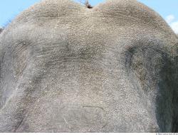 Photo Textures of Animals Skin